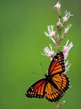 pictures of Viceroy butterfly